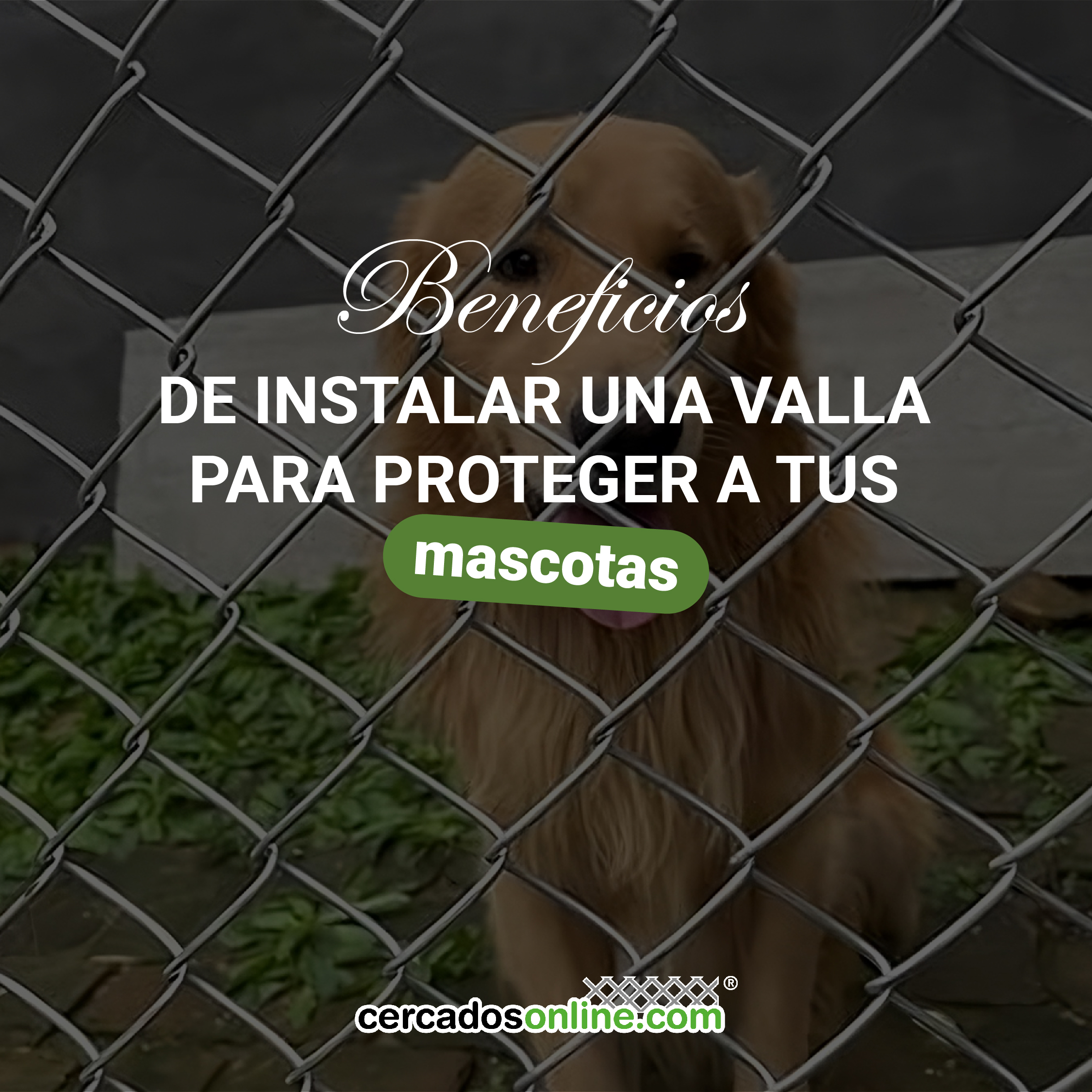 Beneficios de instalar una valla para proteger a tus mascotas.
